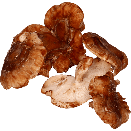 Cogumelo shitake