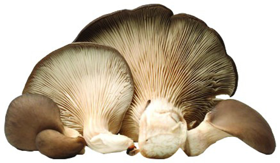 Imagem de Cogumelos Pleurothus (kg)