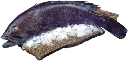 Mostrar detalhes para Corvina Aquacultura 2/4kg Fresca (kg) Imagem de Corvina Aquacultura 2/4kg Fresca (kg)