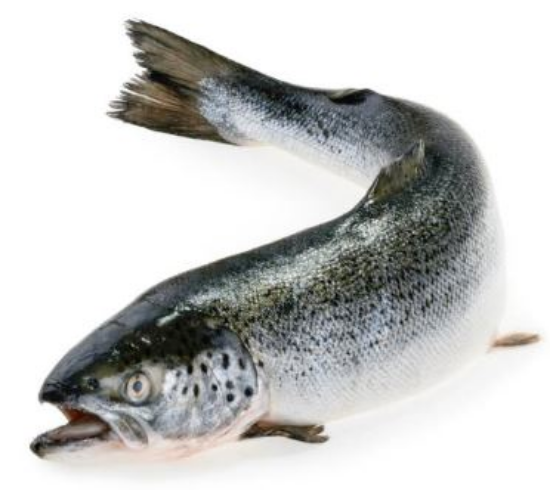 Imagem de Salmão Noruega Aquicultura Superior 5/6Kg Fresco (kg)