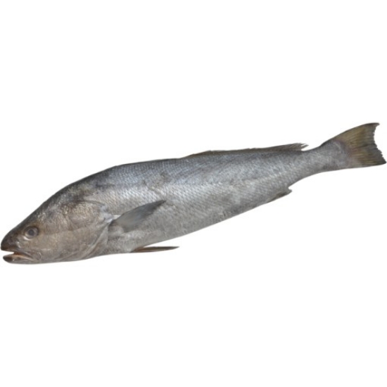 Imagem de Direto Da Lota - Corvina Nac +10Kg