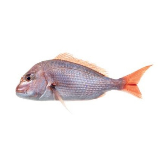 Imagem de Direto Da Lota - Pargo 1/2 Kg