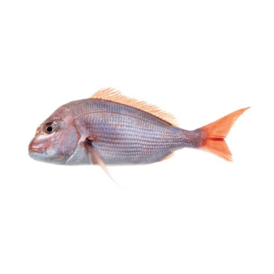 Imagem de PARGO AQ +1KG SEM AMANHO