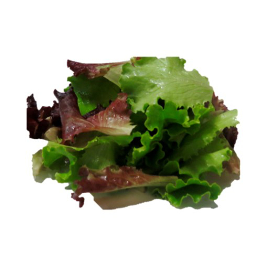 Imagem de Salada Alface Roxa/Verde Não Lavada Categoria I 500g