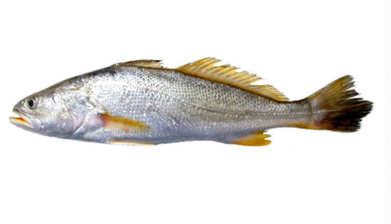 Imagem de Corvina Real Aquacultura 800/1,5kg Fresca (kg)