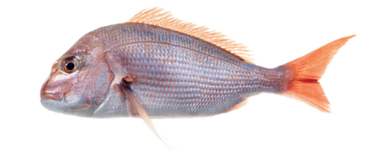 Imagem de Pargo 2/3kg Fresco (kg)