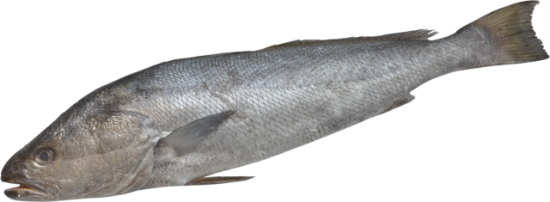 Imagem de Corvina Importada 2/6Kg