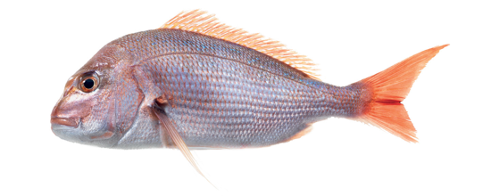 Imagem de Pargo 3/4kg Fresco (kg)