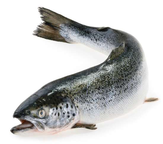 Imagem de Salmão Noruega 6/7 Kg-Aquic. Sem Amanho