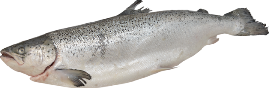 Imagem de Salmão Noruega 7/8 Kg-Aquic. Sem Amanho