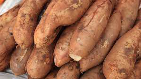 Imagem de Batata Yacon (kg)