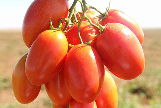 Imagem de Tomate Chucha (kg)