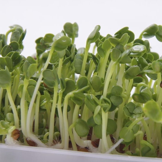 Imagem de Germinados De Daikon 60g
