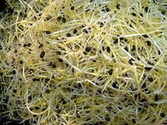 Imagem de Germinados De Alho Frances 40g