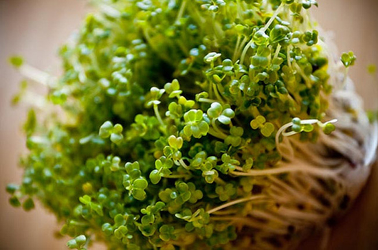 Imagem de Germinados De Brocules 50g