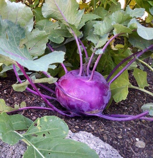 Imagem de Couve Rabano Roxo (kg)