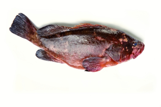 Imagem de Mero Grande 5/10 Kg